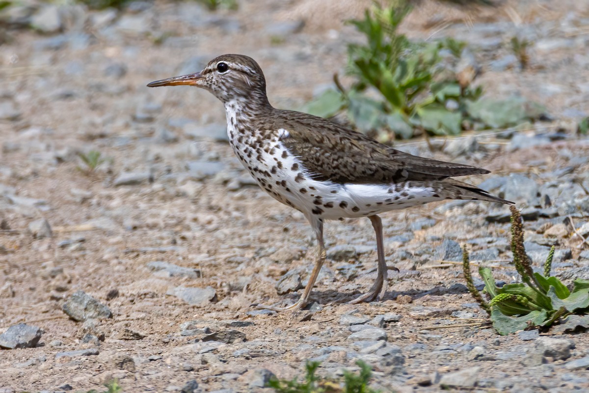 Drosseluferläufer - ML640440128