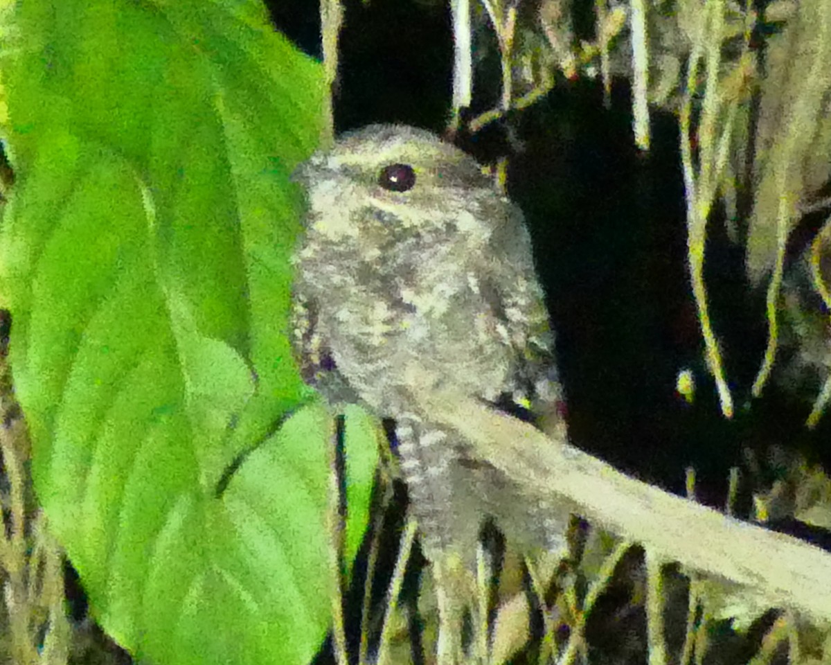 Дрімлюга-вилохвіст колумбійський - ML640440330