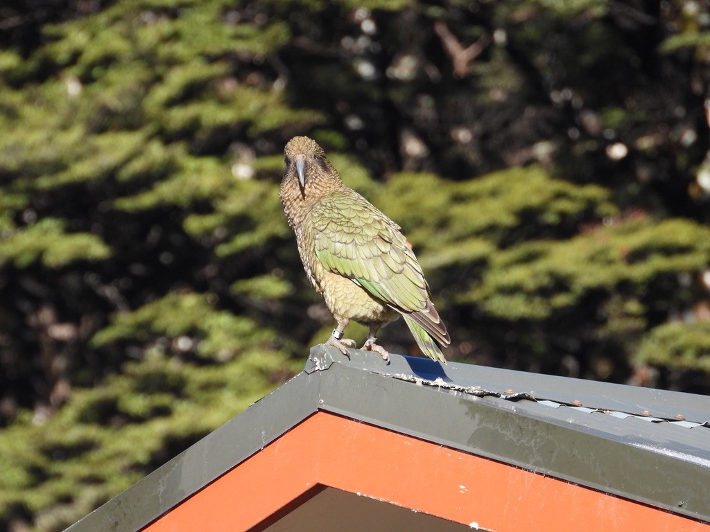 Kea - ML640440336