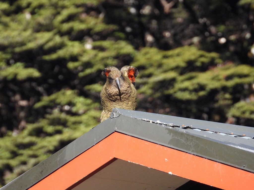 Kea - ML640440339