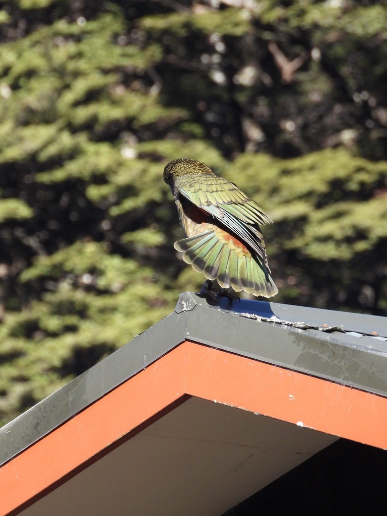 Kea - ML640440341