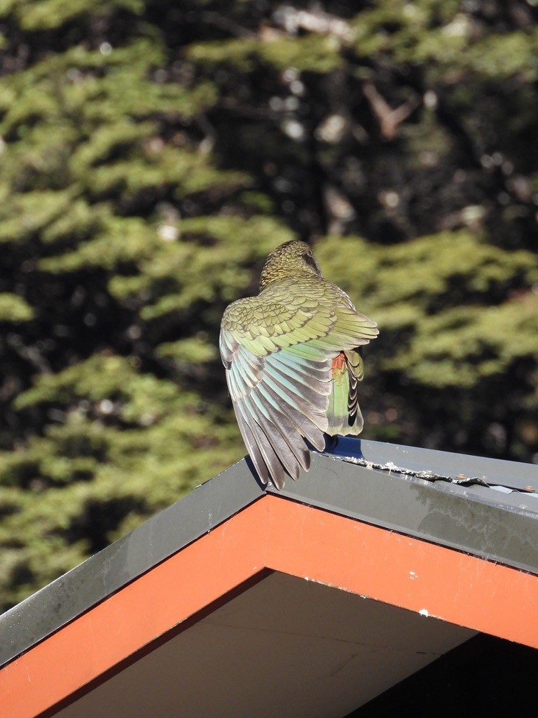 Kea - ML640440342