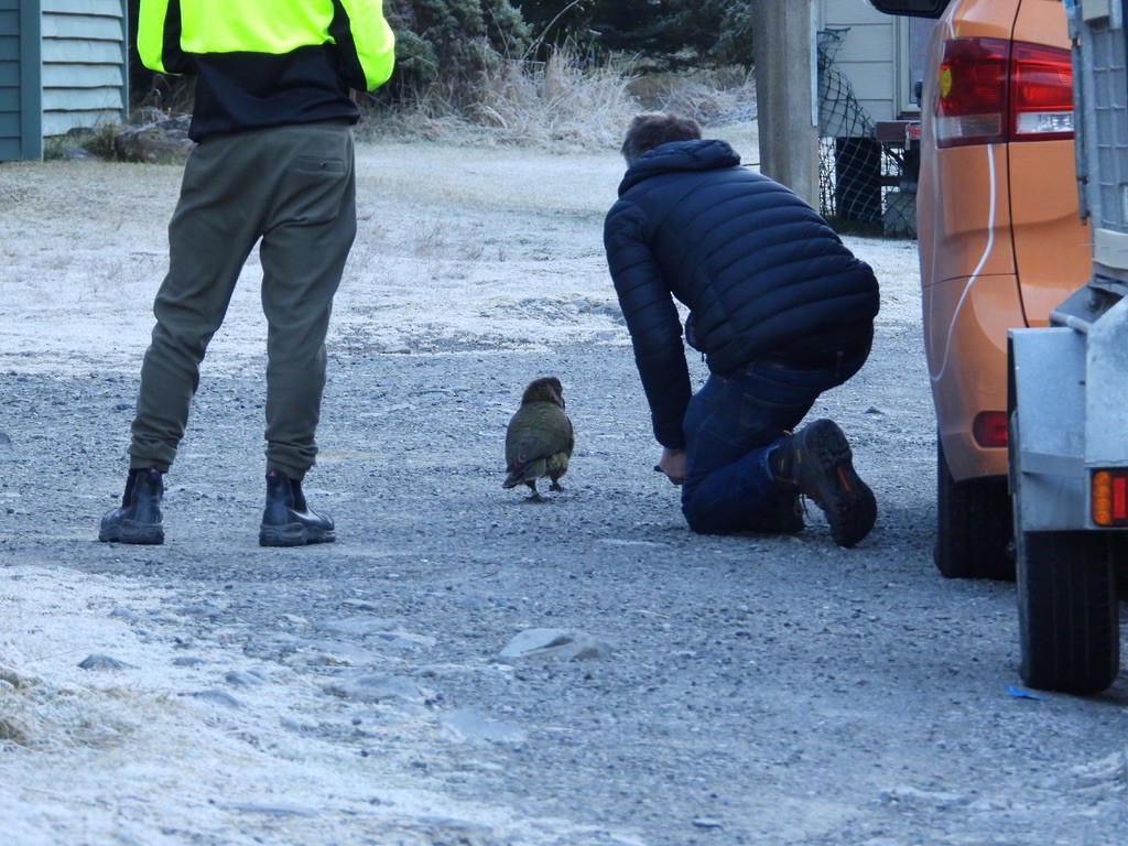 Kea - ML640440345