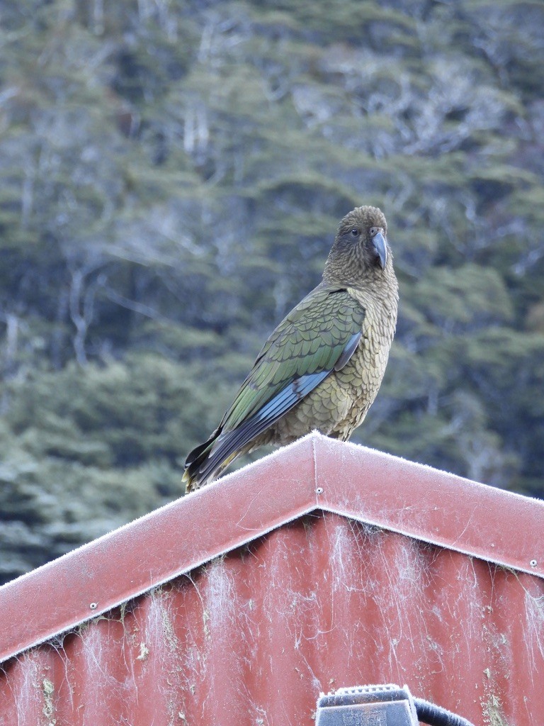 Kea - ML640440352