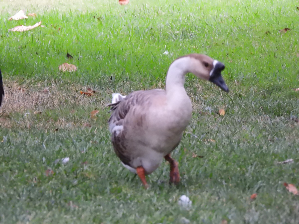 Swan Goose (Domestic type) - ML640440355