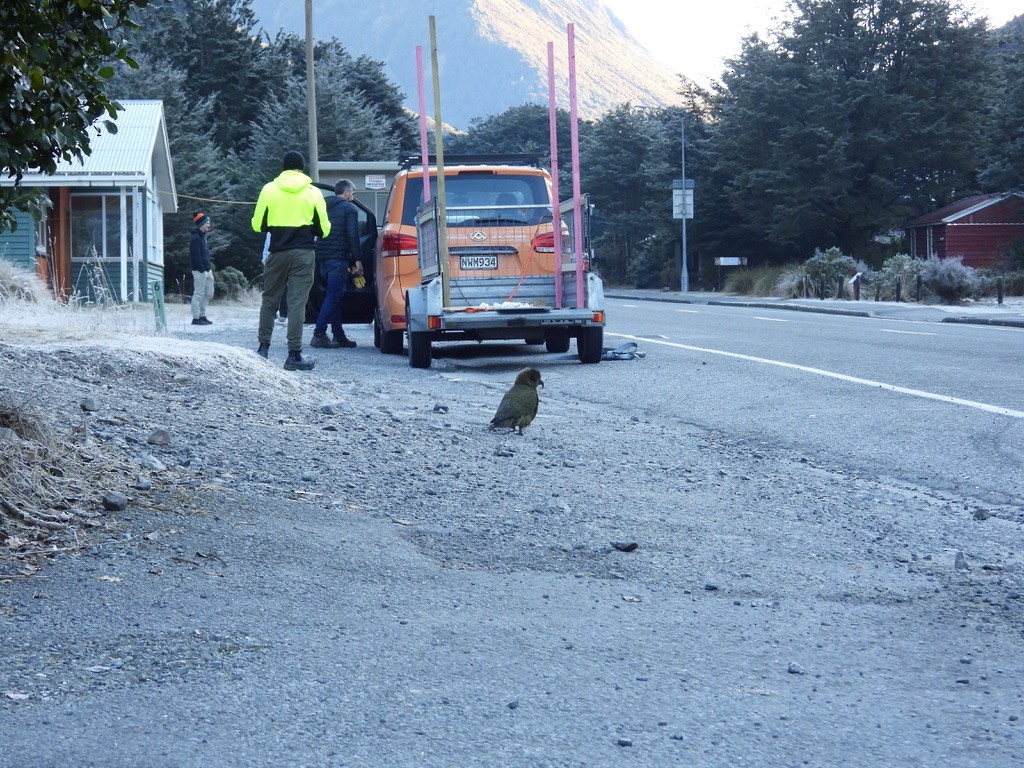 Kea - ML640440358