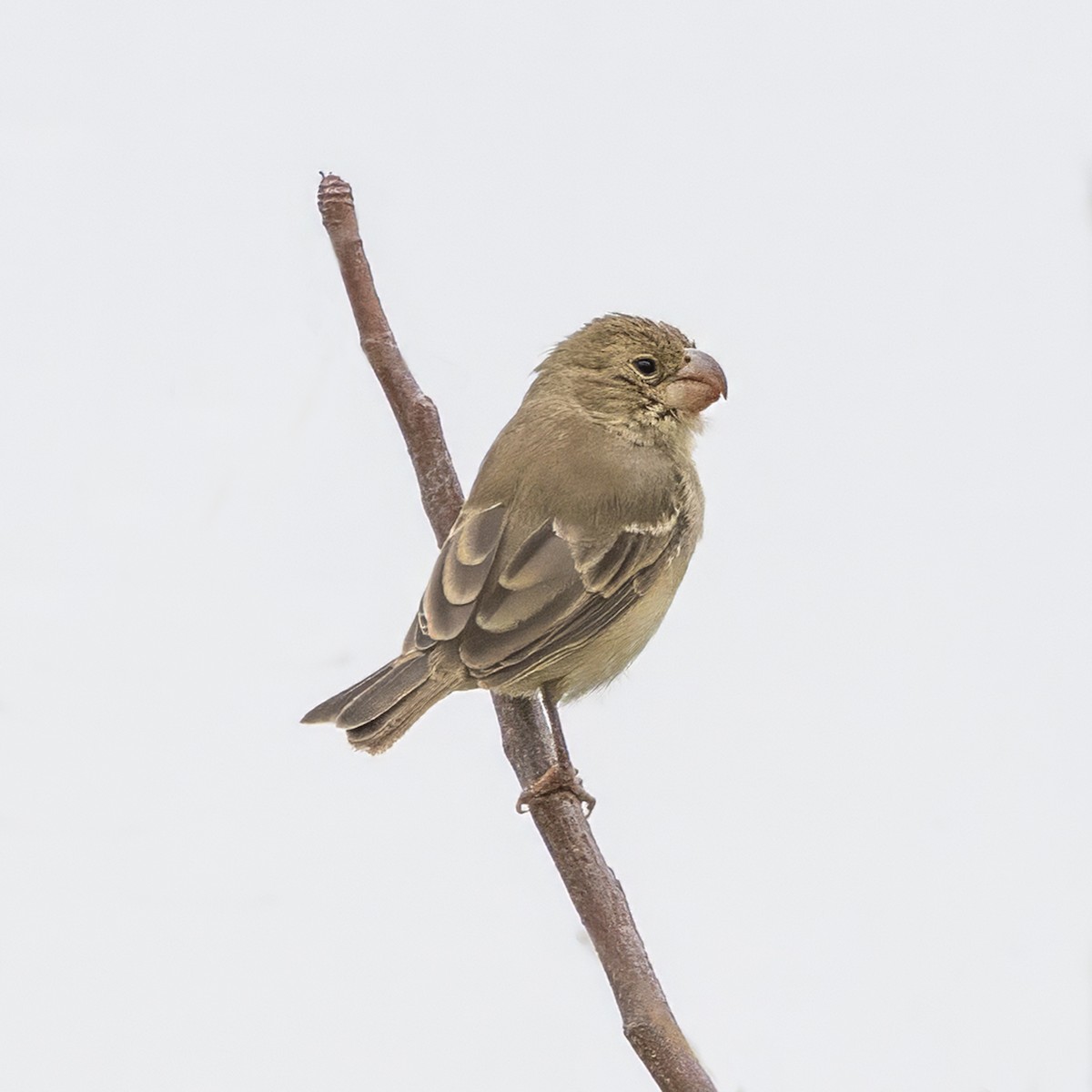Parrot-billed Seedeater - ML640440384