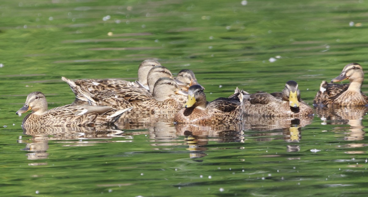 American Black Duck - ML640440400