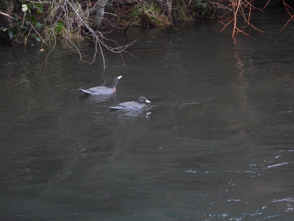 Blue Duck - ML640440474