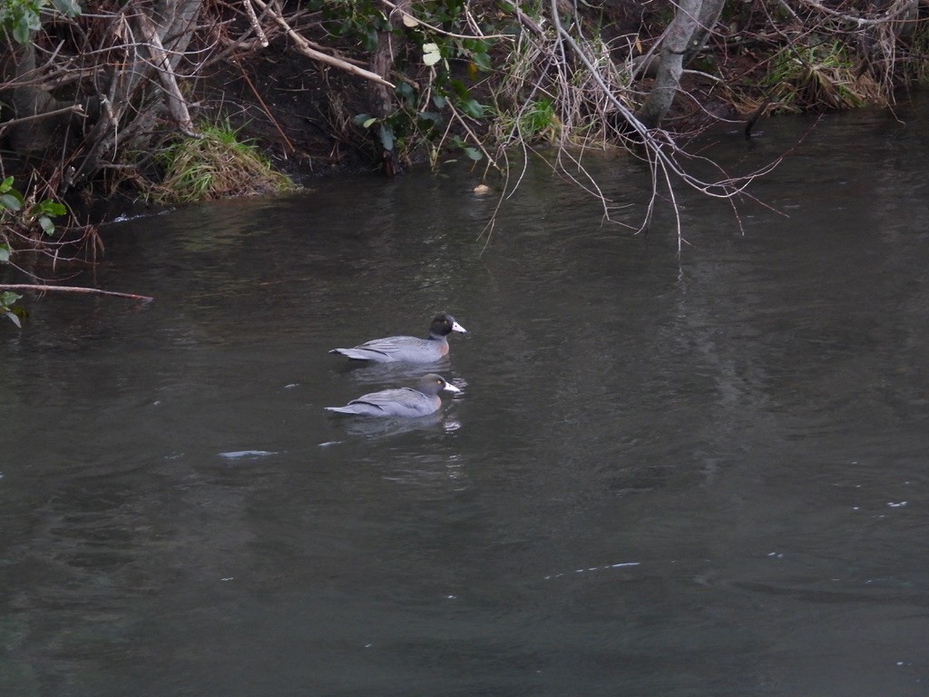 Blue Duck - ML640440476