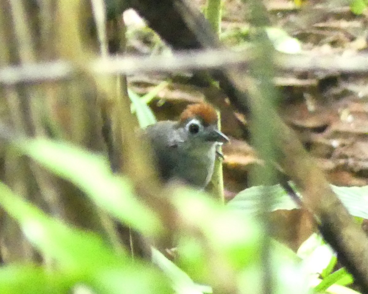 Мурав’янка білощока - ML640440503