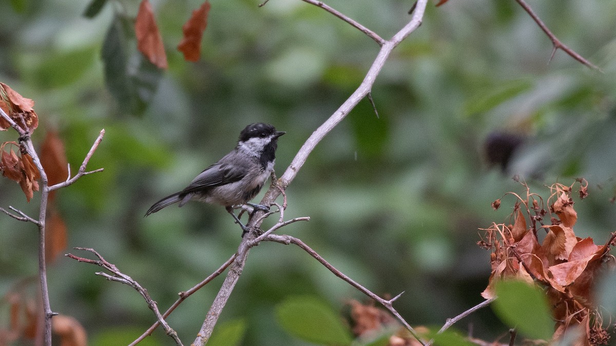 chickadee sp. - ML640440560