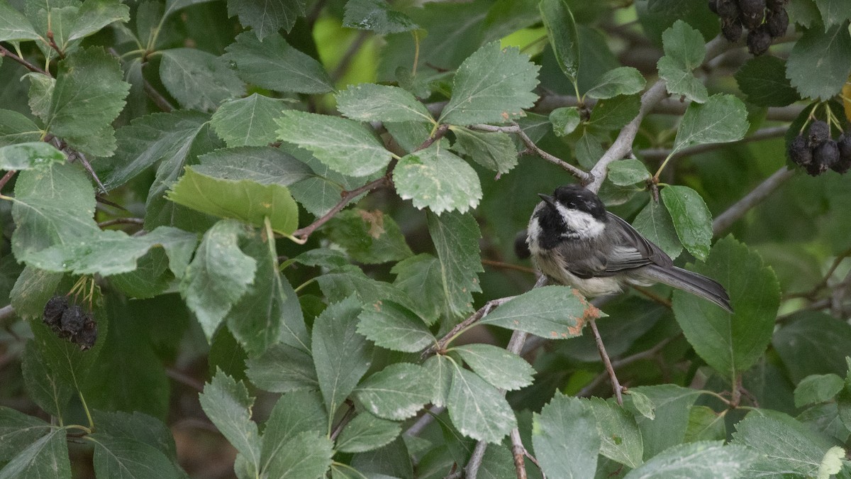 chickadee sp. - ML640440561