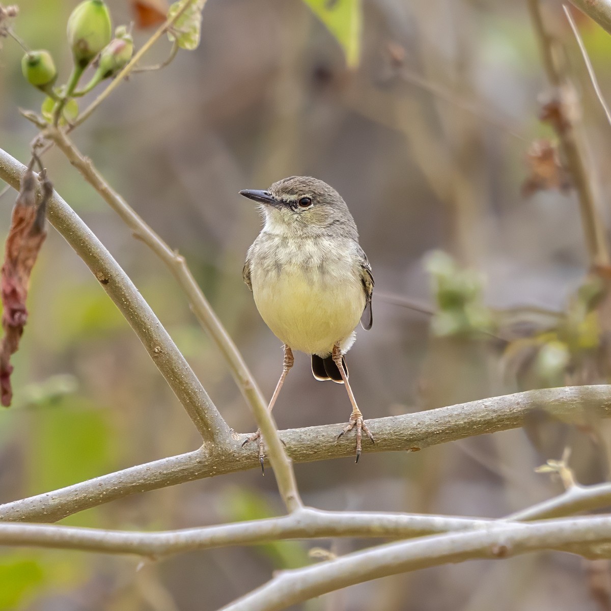 Short-tailed Field Tyrant - ML640440599