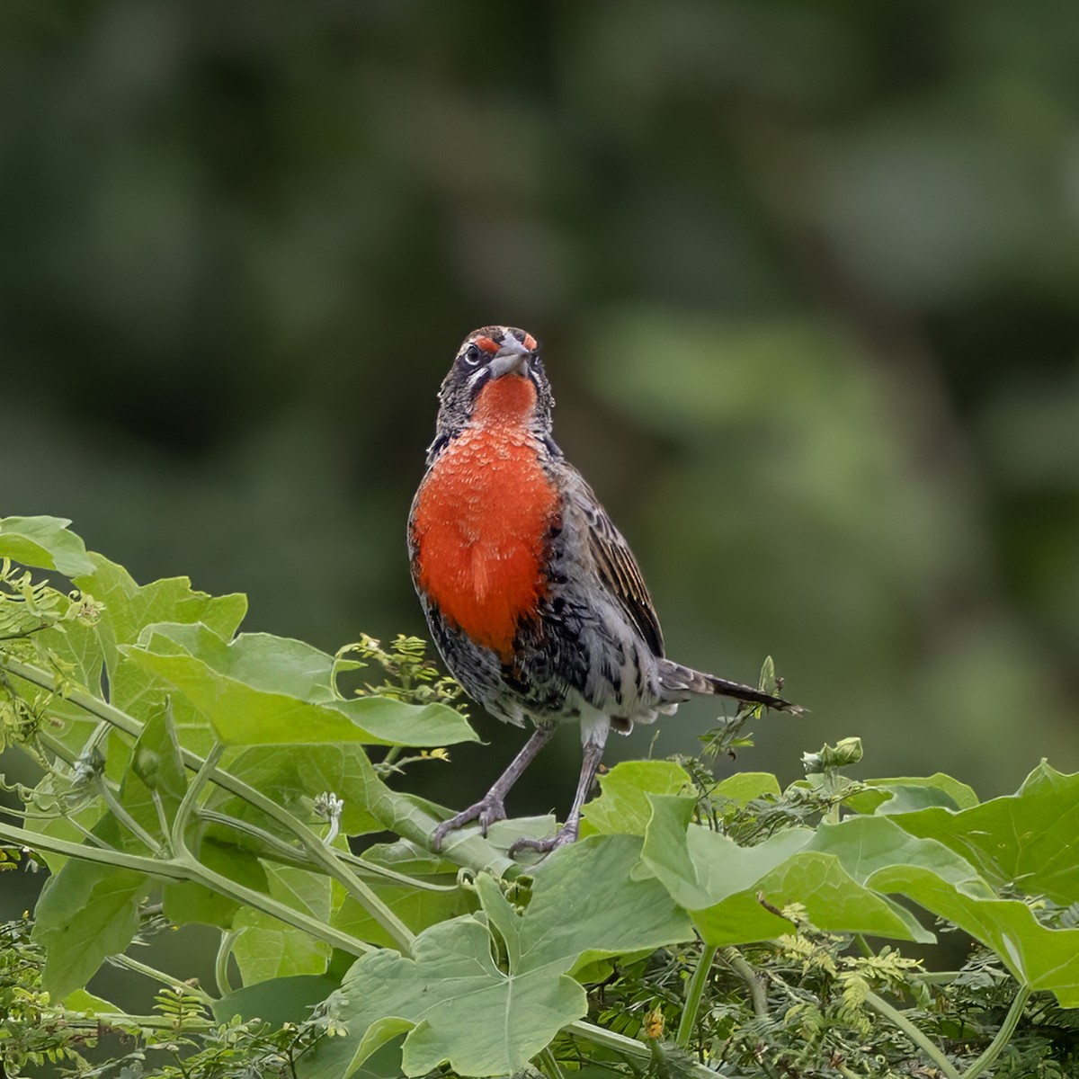 Peruvian Meadowlark - ML640440627
