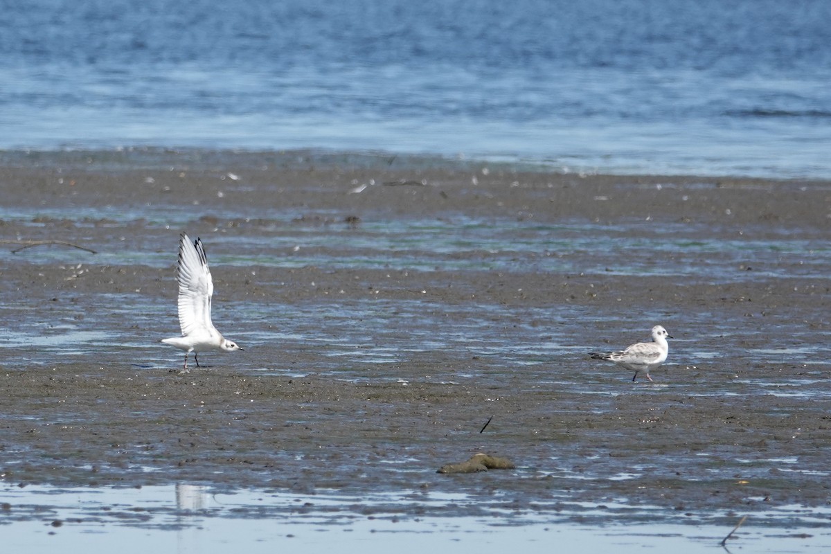 Bonaparte's Gull - ML640440718