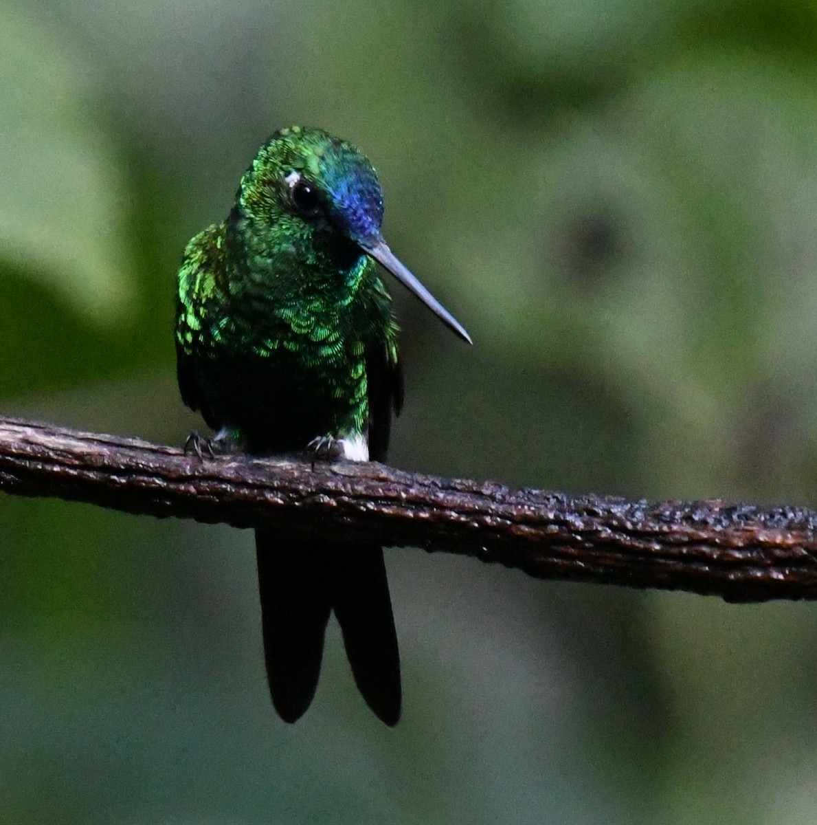 Sapphire-vented Puffleg - ML640440731