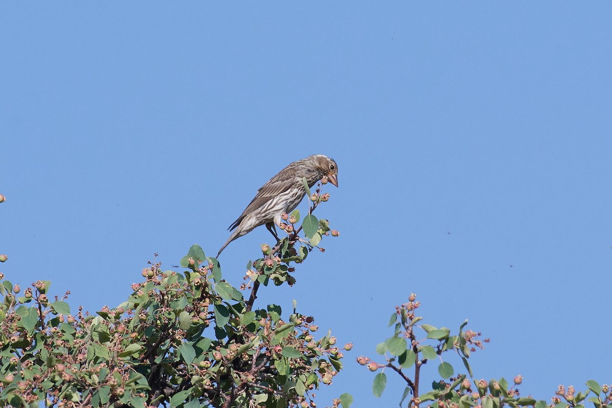 Cassin's Finch - ML640440783