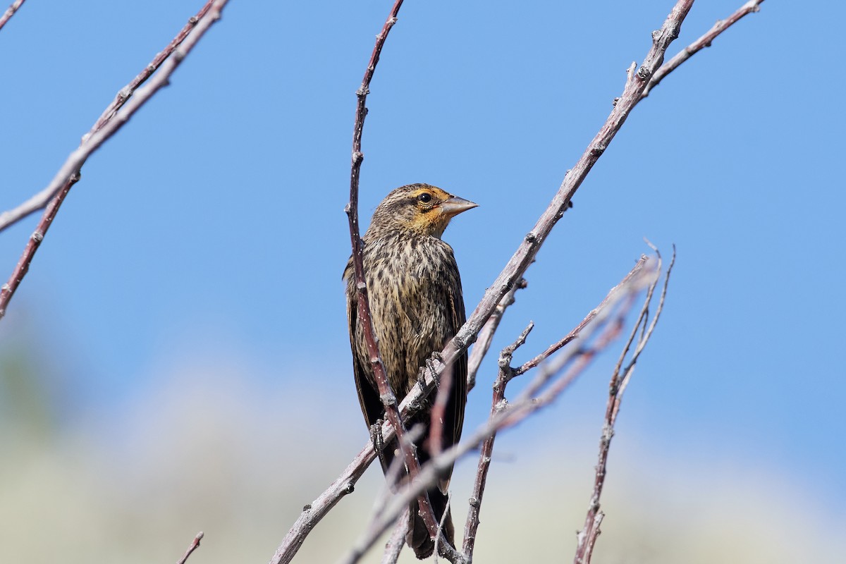 Red-winged Blackbird - ML640440795