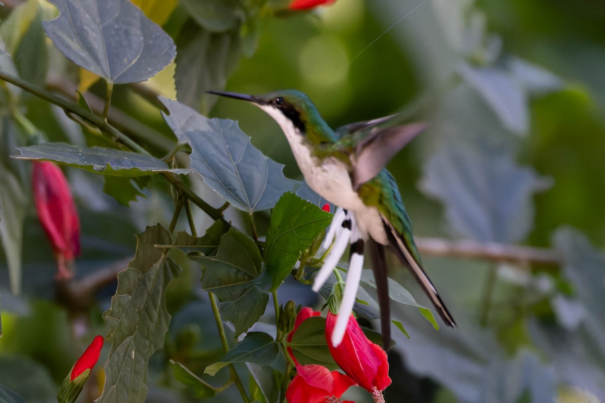 Black-eared Fairy - ML640440798