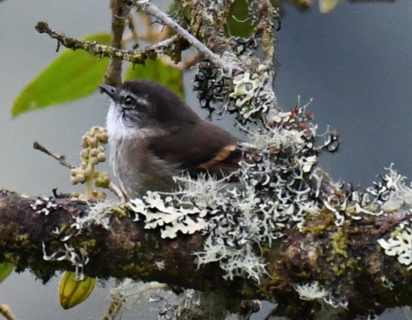 White-throated Tyrannulet - ML640440804