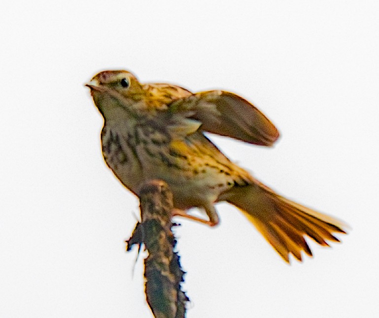 Peruvian Pipit - ML640440896