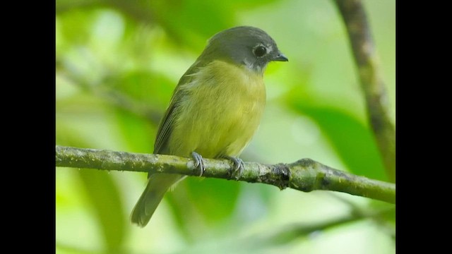 Piprites Cabecigrís - ML640440933