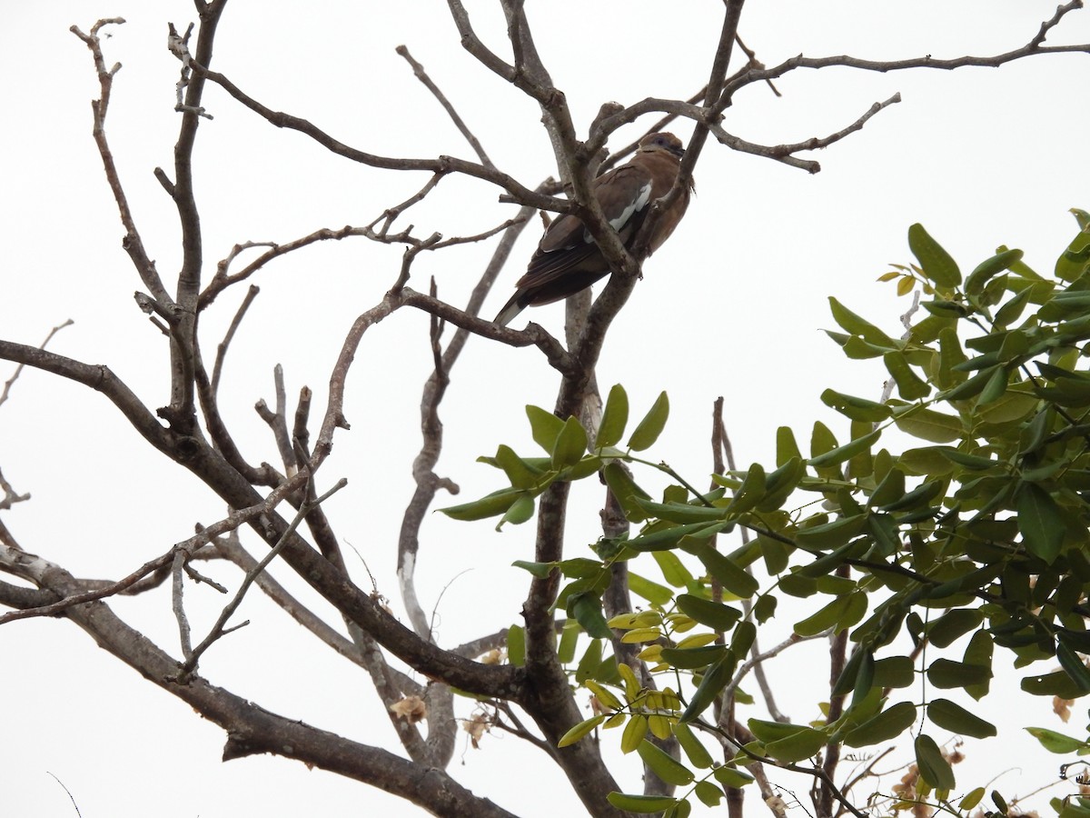 White-winged Dove - ML640440940