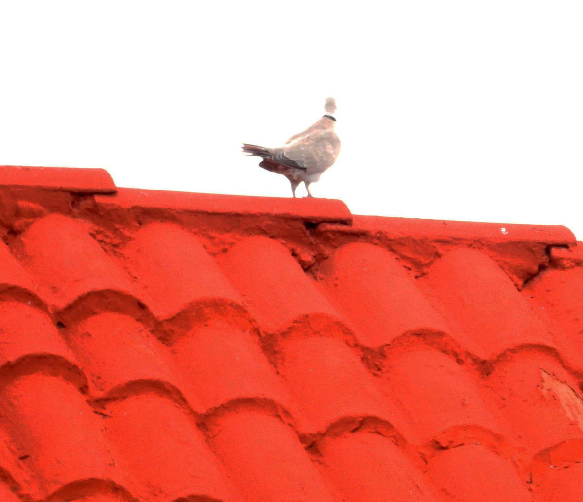 Columbidae sp. - ML640440959