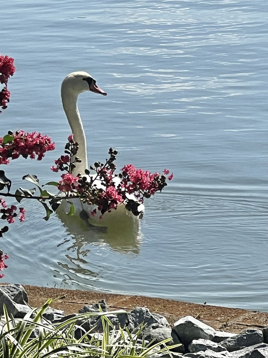 Mute Swan - ML640441057