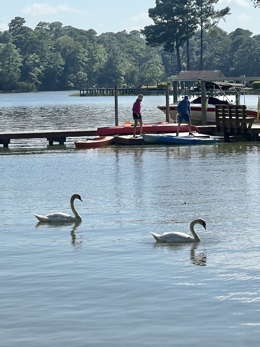 Mute Swan - ML640441058