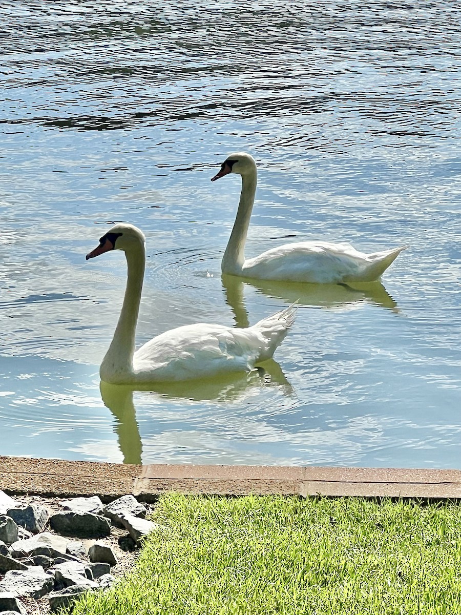 Mute Swan - ML640441059