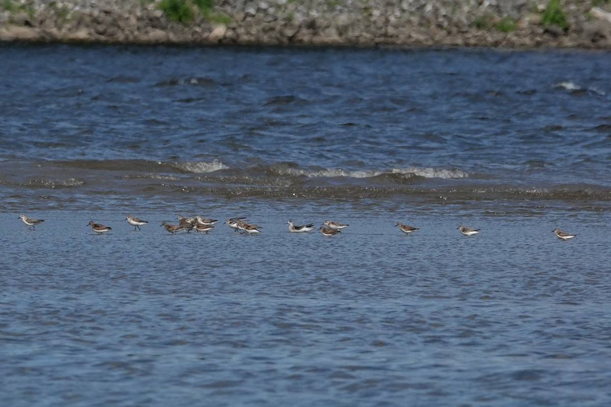 Red-necked Phalarope - ML640441072