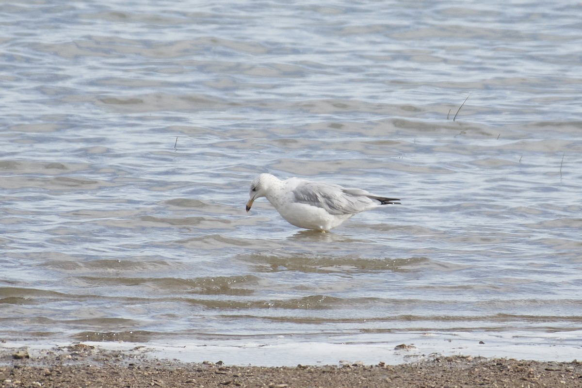 Ring-billed Gull - ML640441077
