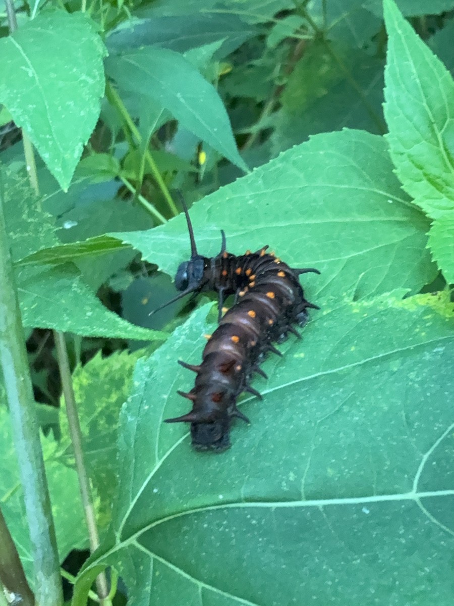 Animaux - ML640441128