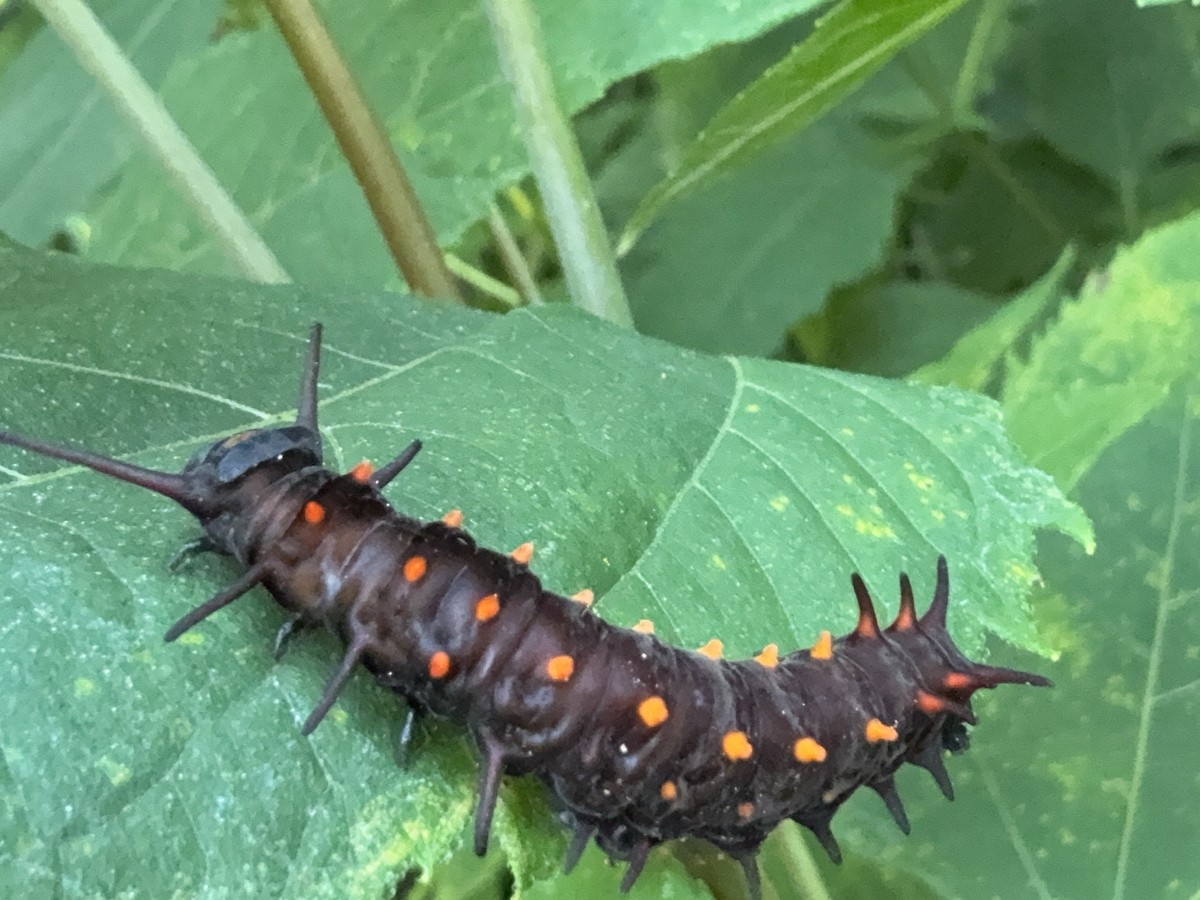 Animaux - ML640441136