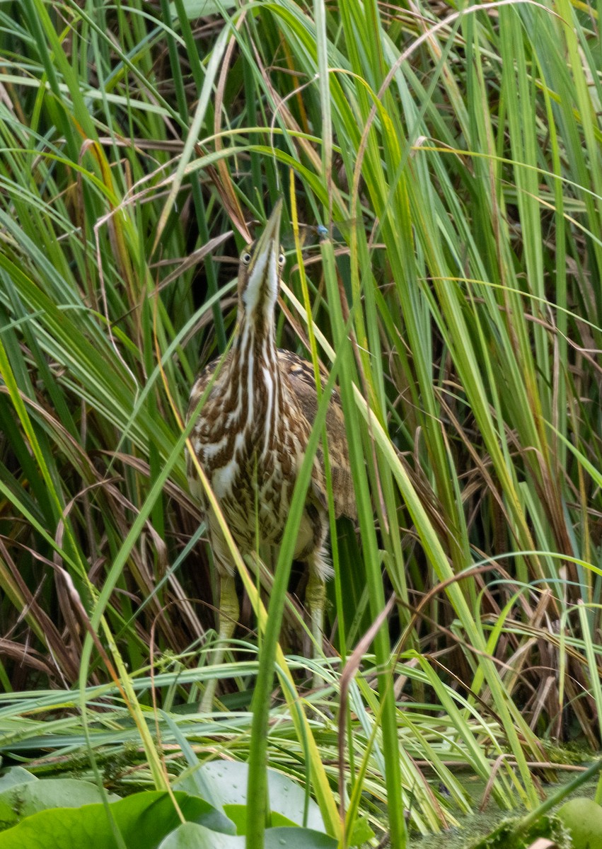 American Bittern - ML640441164