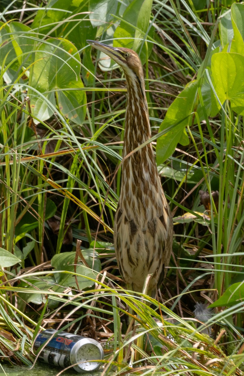 American Bittern - ML640441166