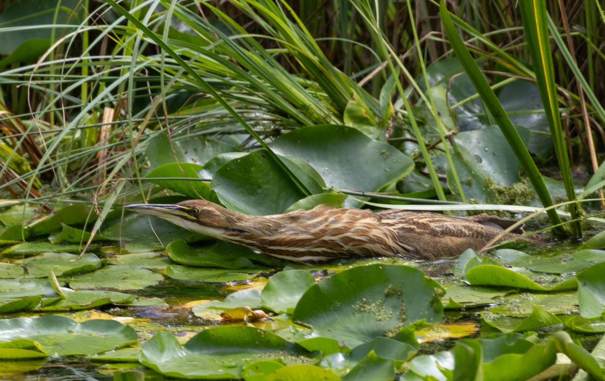 American Bittern - ML640441167