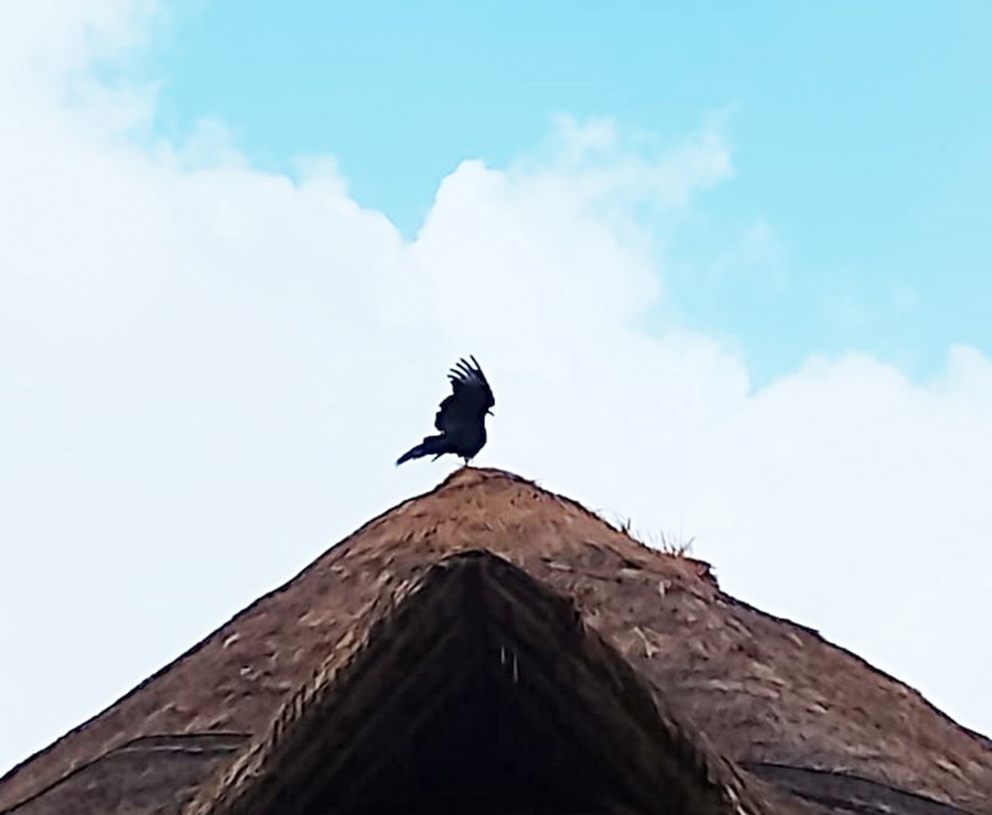 Black Vulture - ML640441186