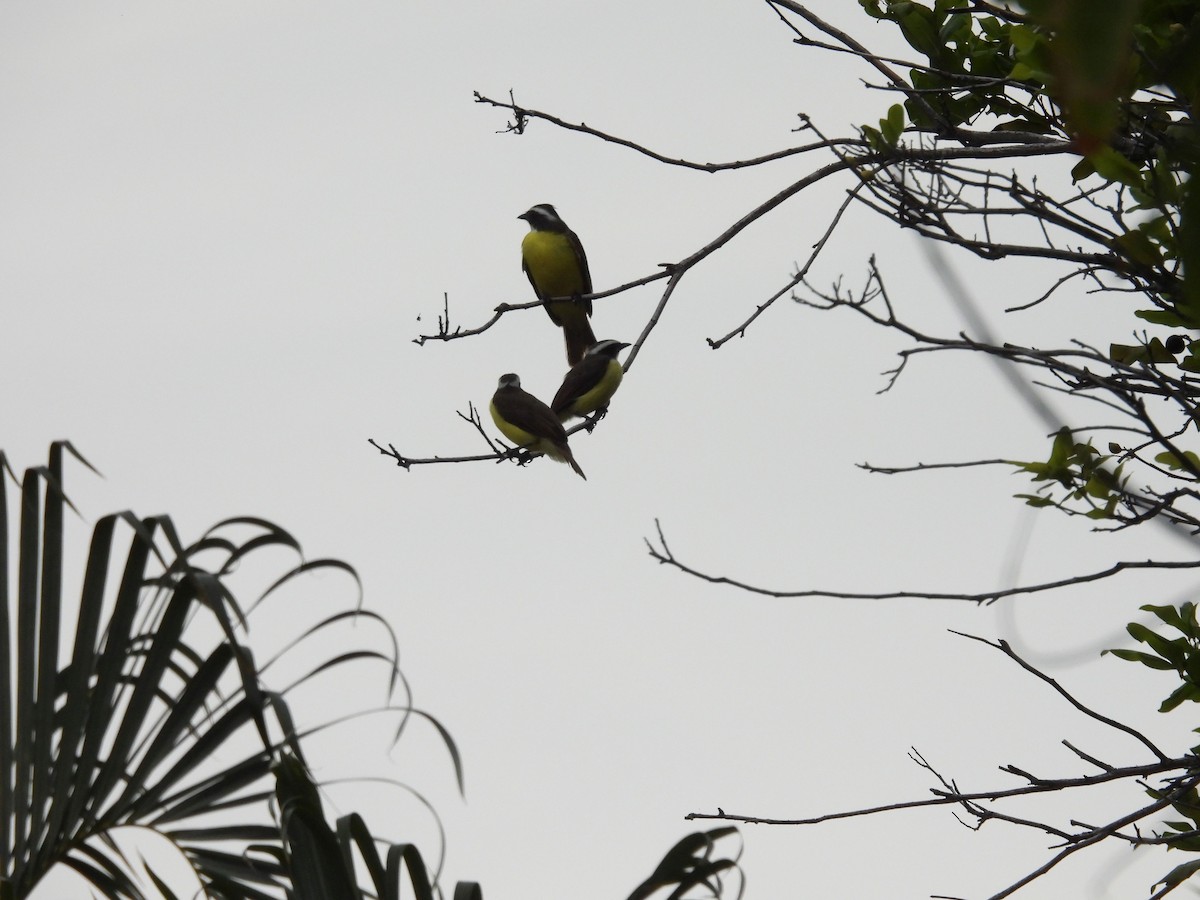 Social Flycatcher - ML640441197