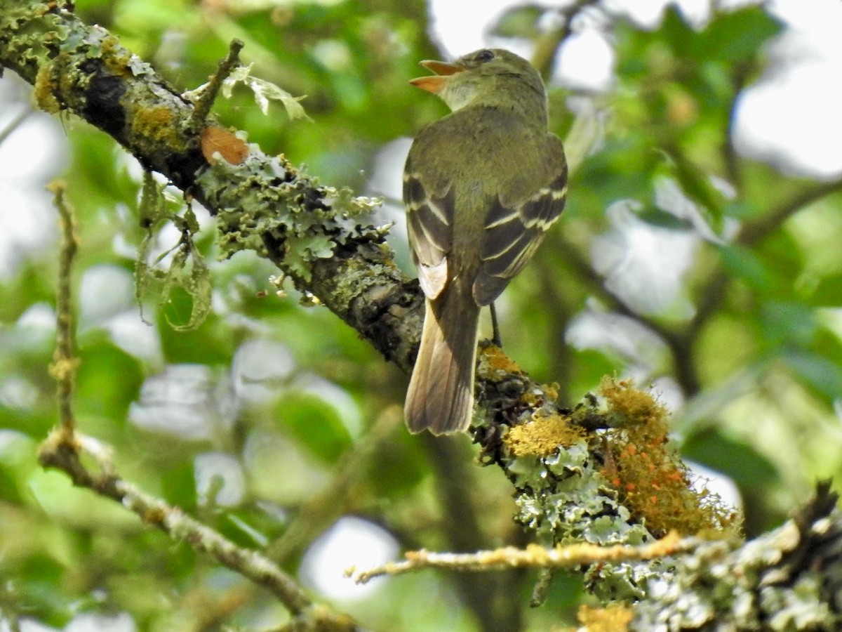Піві-малюк вільховий - ML640441310