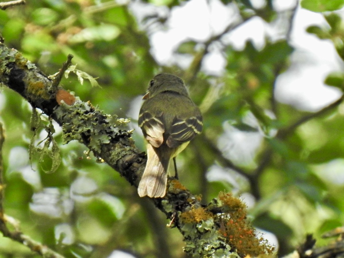 Піві-малюк вільховий - ML640441311