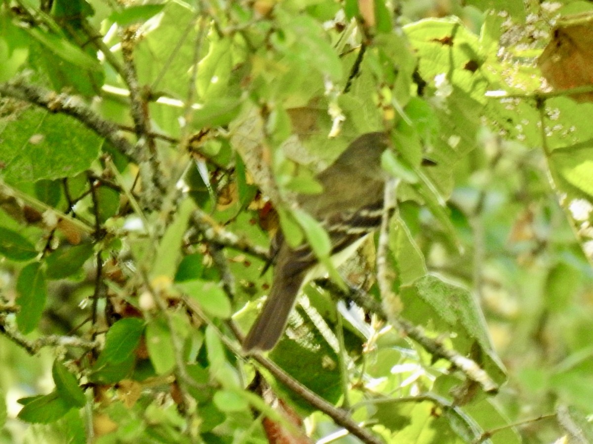 Піві-малюк вільховий - ML640441312