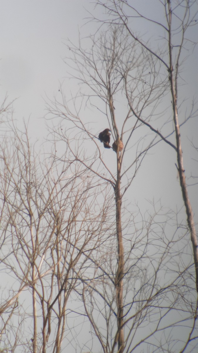 European Honey-buzzard - ML640441317