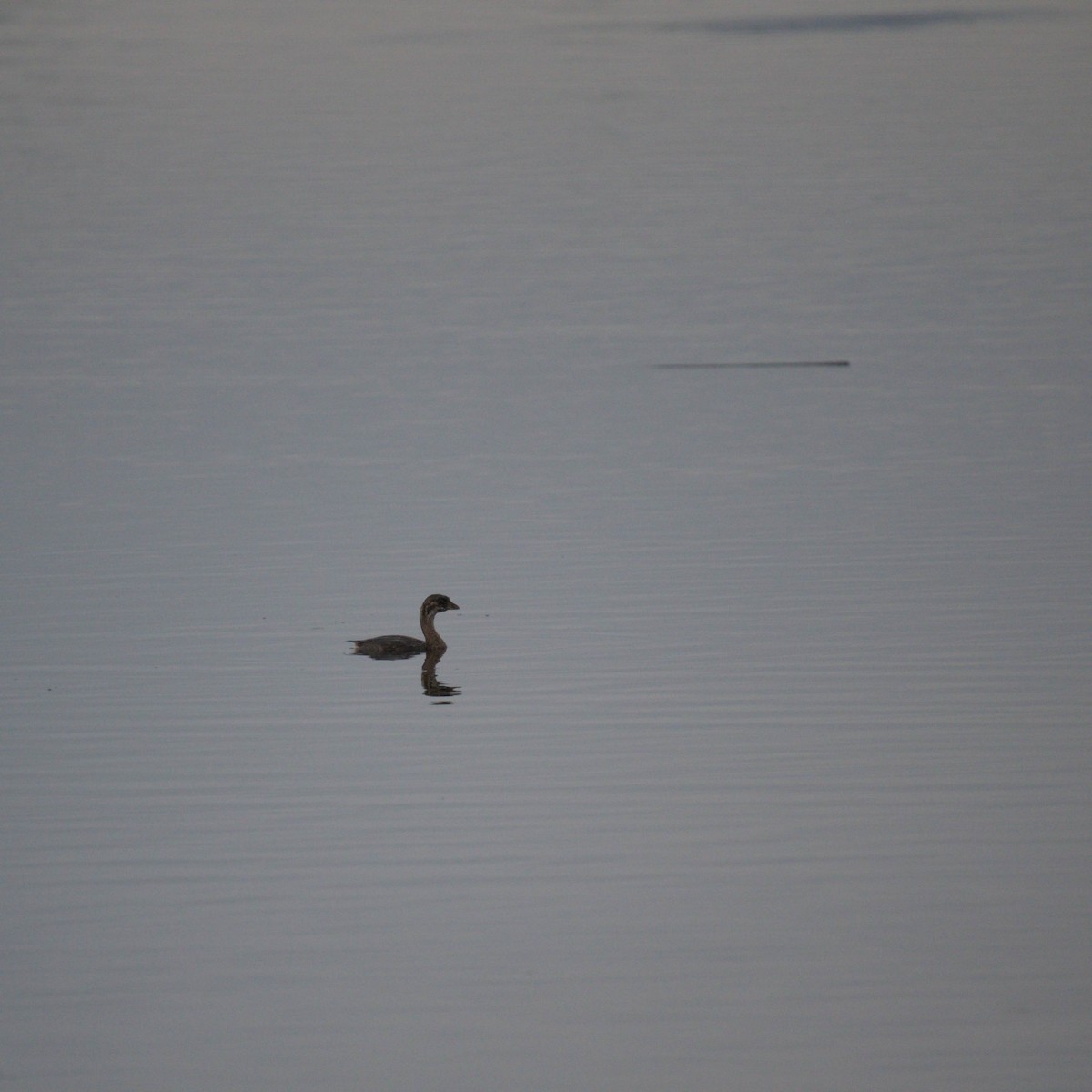 Pied-billed Grebe - ML640441324