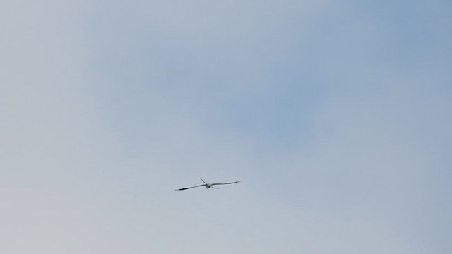 Swallow-tailed Kite - ML640441342