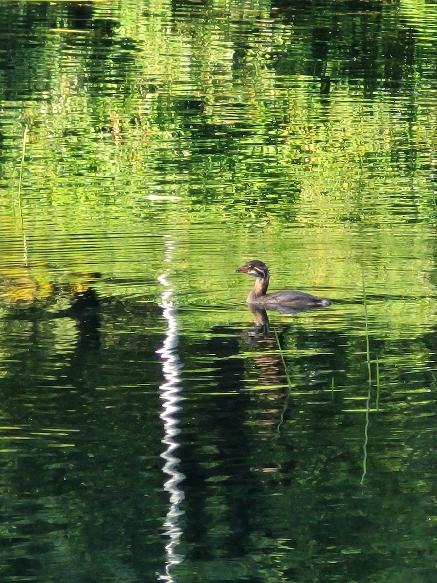 Pied-billed Grebe - ML640441343