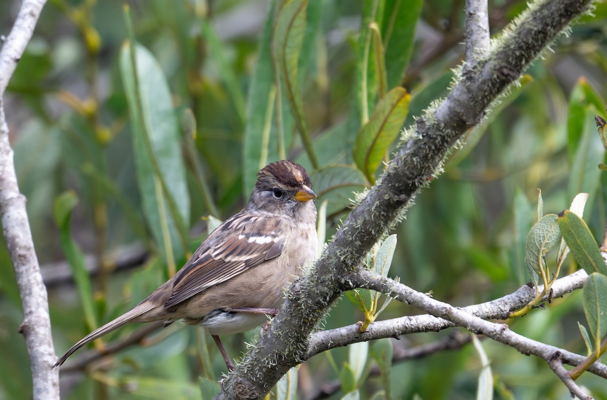 White-crowned Sparrow (nuttalli) - ML640441344