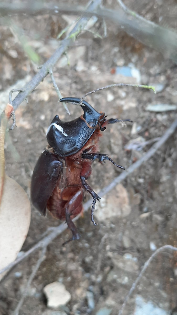 Animals - ML640441354